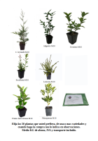 Pack de 50 plantas de seto (16)